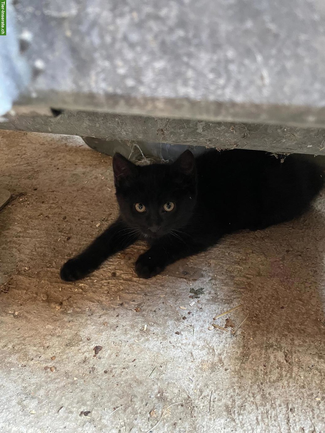 Junger schwarzer Kater vom Bauernhof