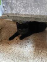 Junger schwarzer Kater vom Bauernhof