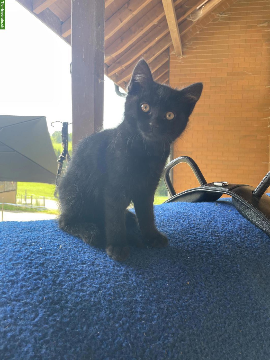 Bild 2: Junger schwarzer Kater vom Bauernhof