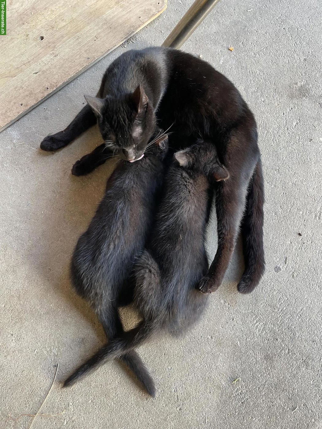 Bild 3: Junger schwarzer Kater vom Bauernhof