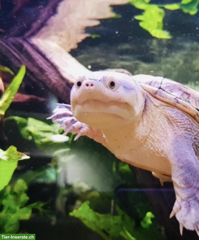 Schildkröten Jungtiere aus Hobbyzucht