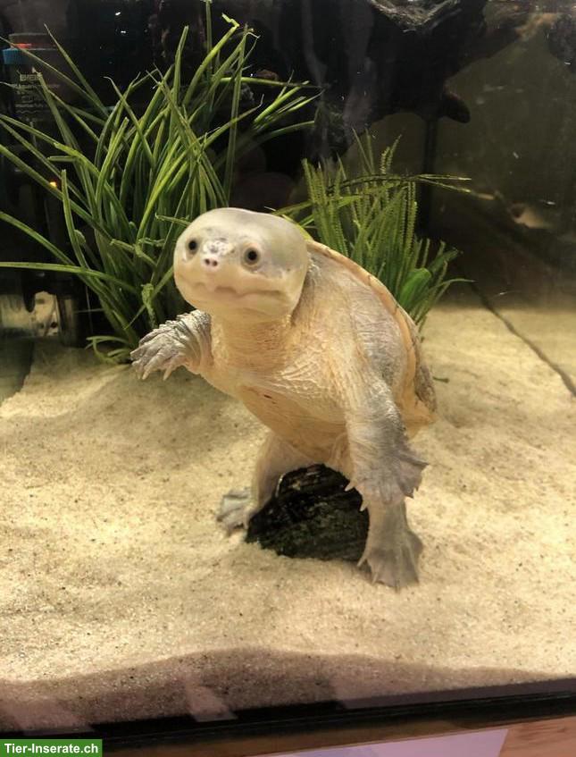 Bild 2: Schildkröten Jungtiere aus Hobbyzucht