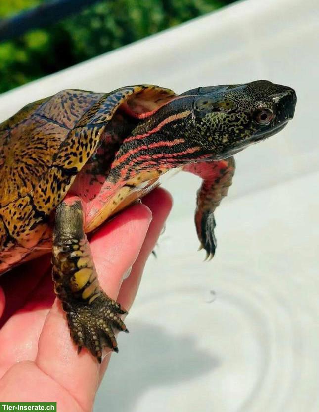 Bild 3: Schildkröten Jungtiere aus Hobbyzucht