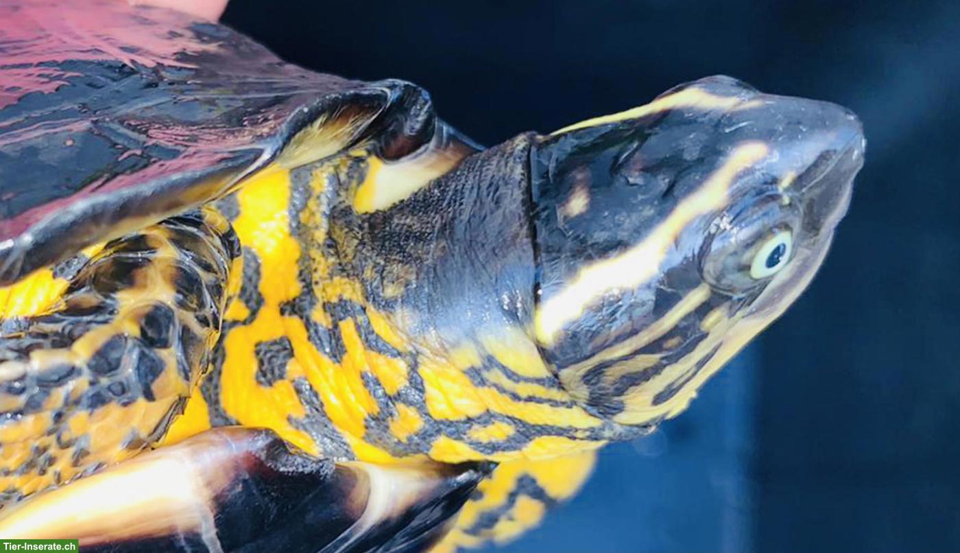 Bild 4: Schildkröten Jungtiere aus Hobbyzucht