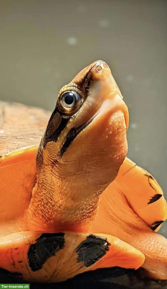 Bild 5: Schildkröten Jungtiere aus Hobbyzucht