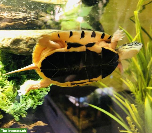 Bild 6: Schildkröten Jungtiere aus Hobbyzucht