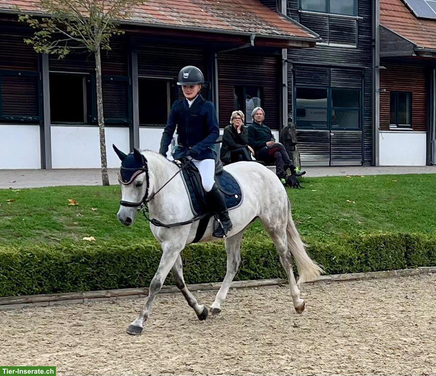 Deutsche Reitpony-Stute: Allrounderin für Sport & Freizeit
