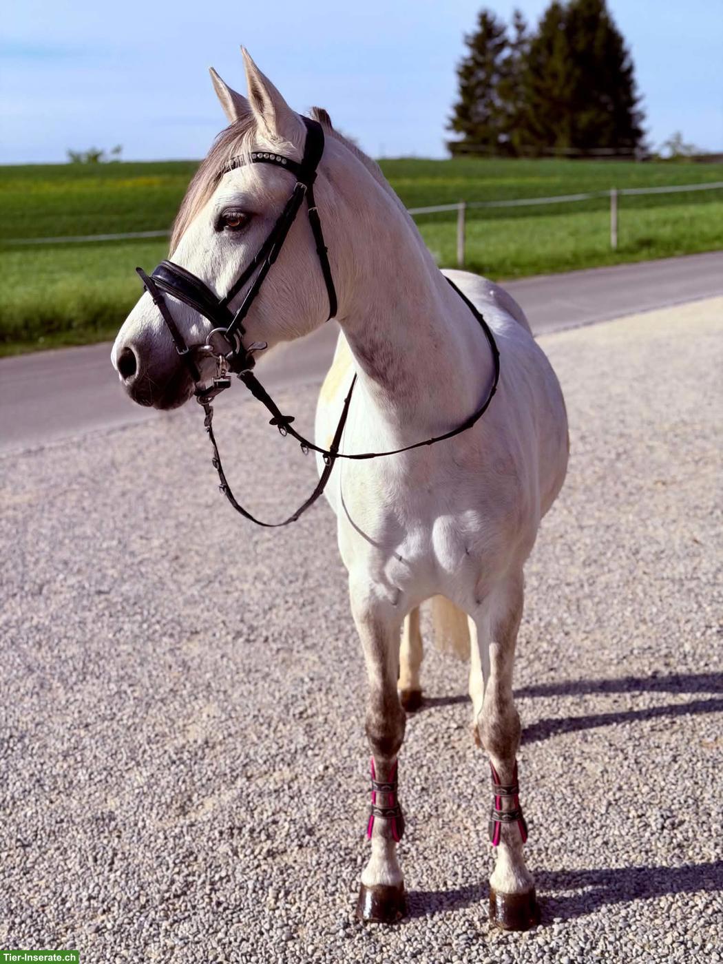 Bild 2: Deutsche Reitpony-Stute: Allrounderin für Sport & Freizeit