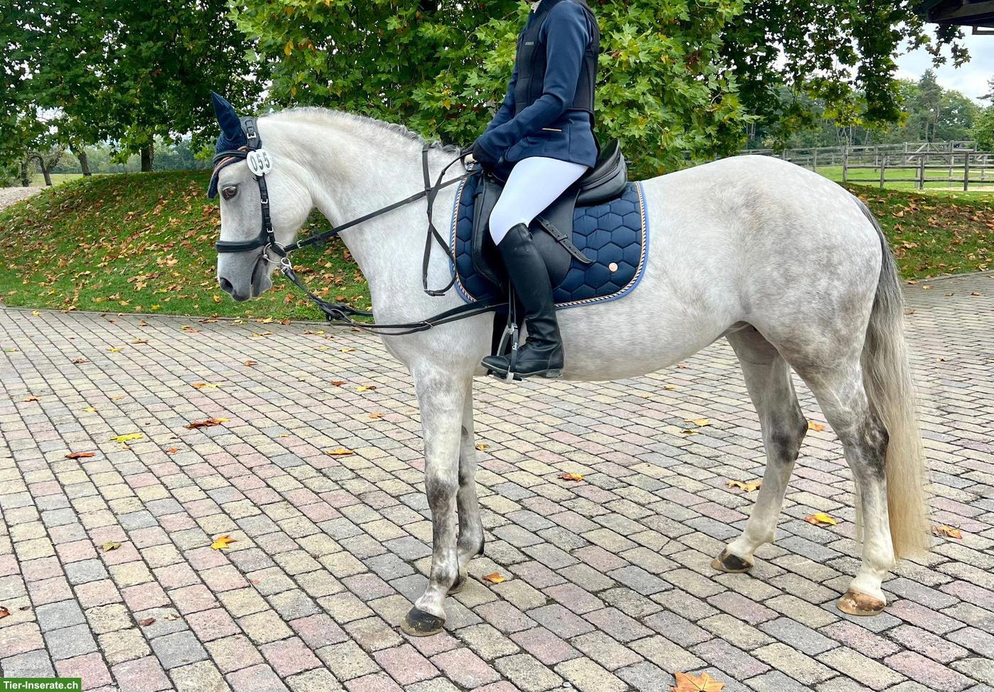 Bild 3: Deutsche Reitpony-Stute: Allrounderin für Sport & Freizeit