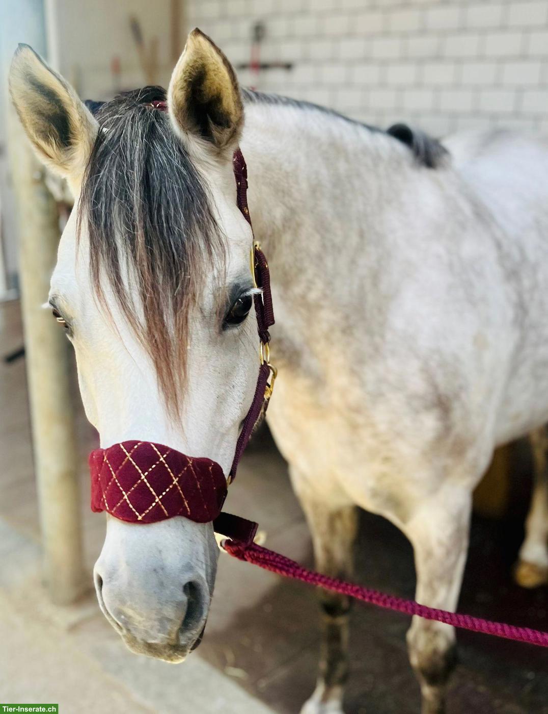 Bild 4: Deutsche Reitpony-Stute: Allrounderin für Sport & Freizeit