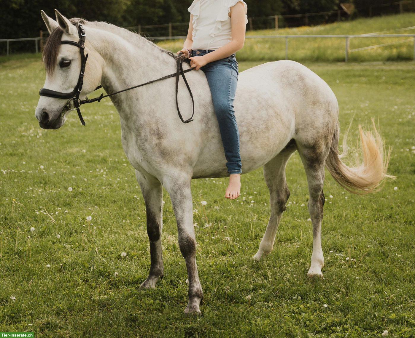 Bild 5: Deutsche Reitpony-Stute: Allrounderin für Sport & Freizeit