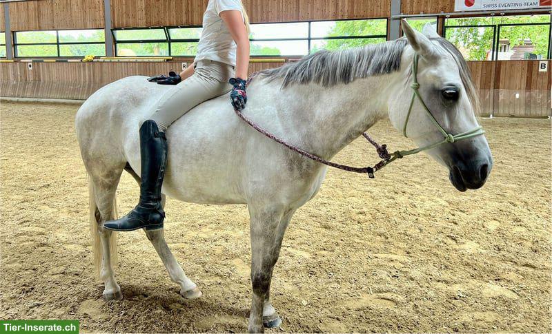 Bild 6: Deutsche Reitpony-Stute: Allrounderin für Sport & Freizeit