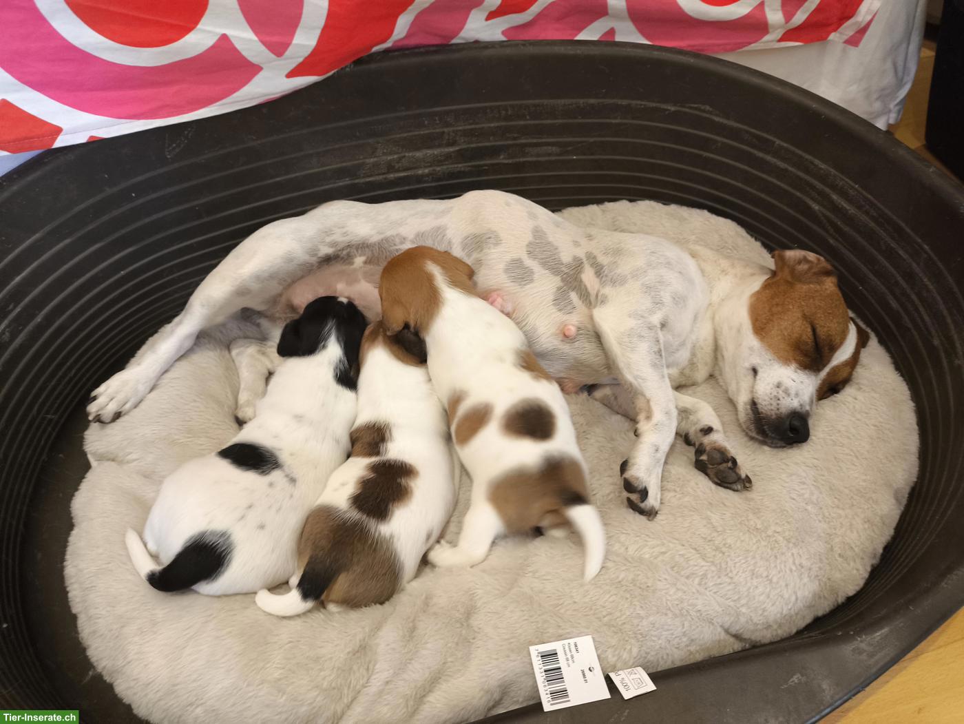 Jack Russell Terrier Welpen, reinrassig aus CH-Zucht