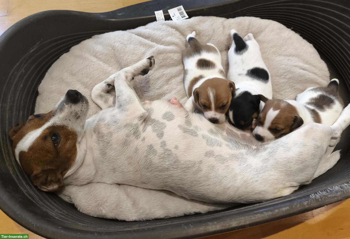 Bild 2: Jack Russell Terrier Welpen, reinrassig aus CH-Zucht