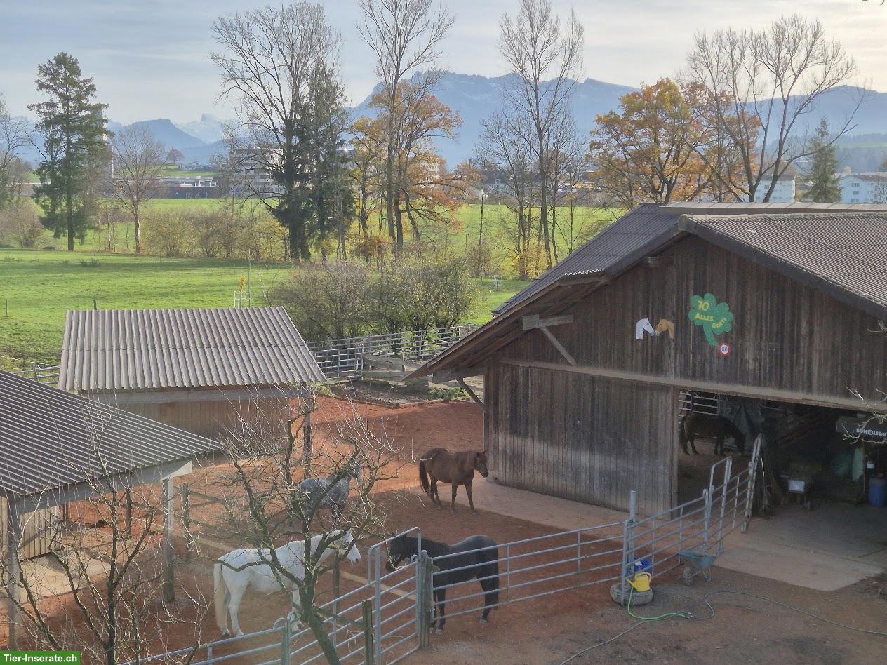 Offenstallplatz frei in Sempach in gemischter Gruppe