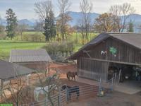 Offenstallplatz frei in Sempach in gemischter Gruppe