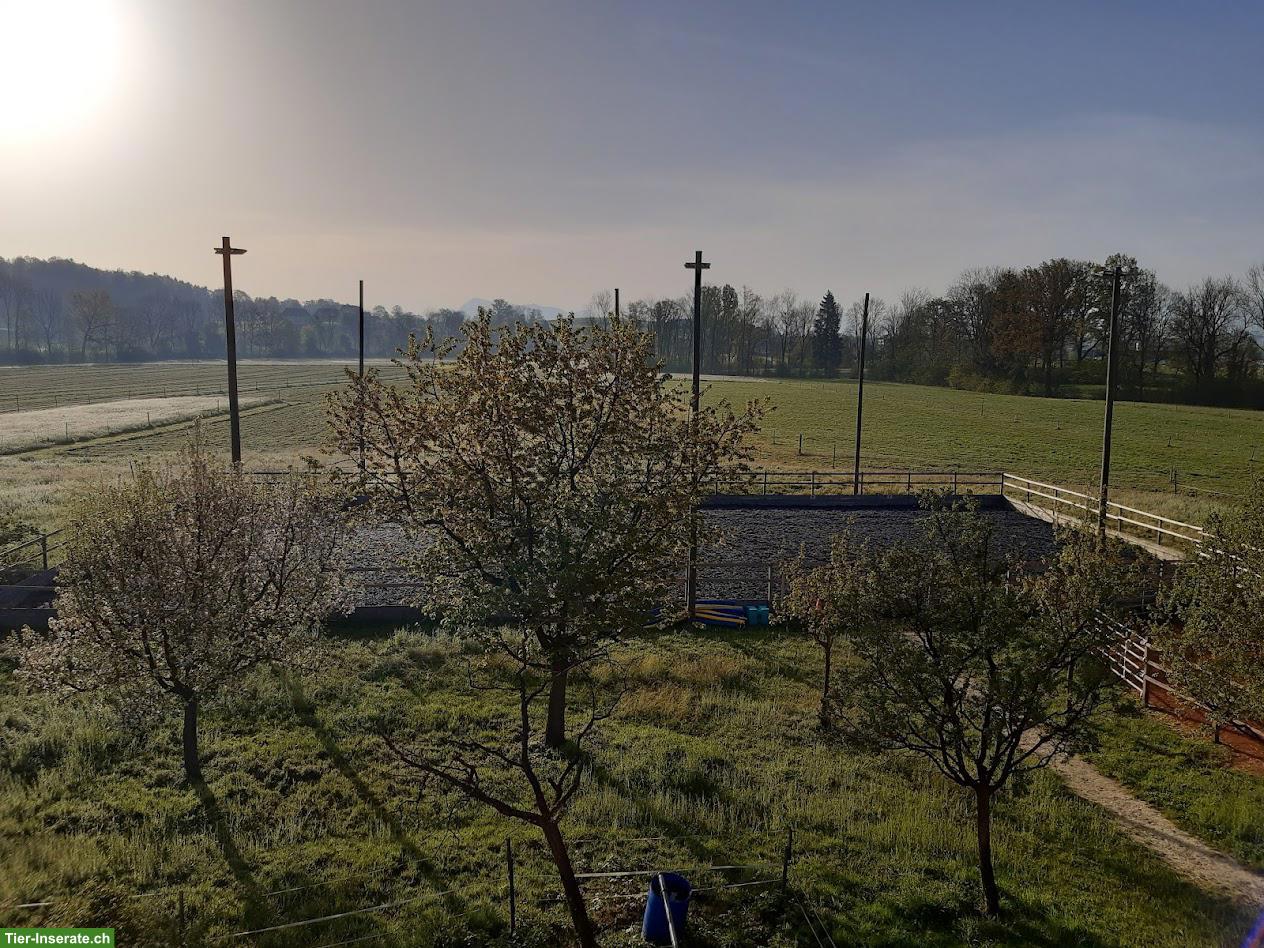 Bild 3: Offenstallplatz frei in Sempach in gemischter Gruppe