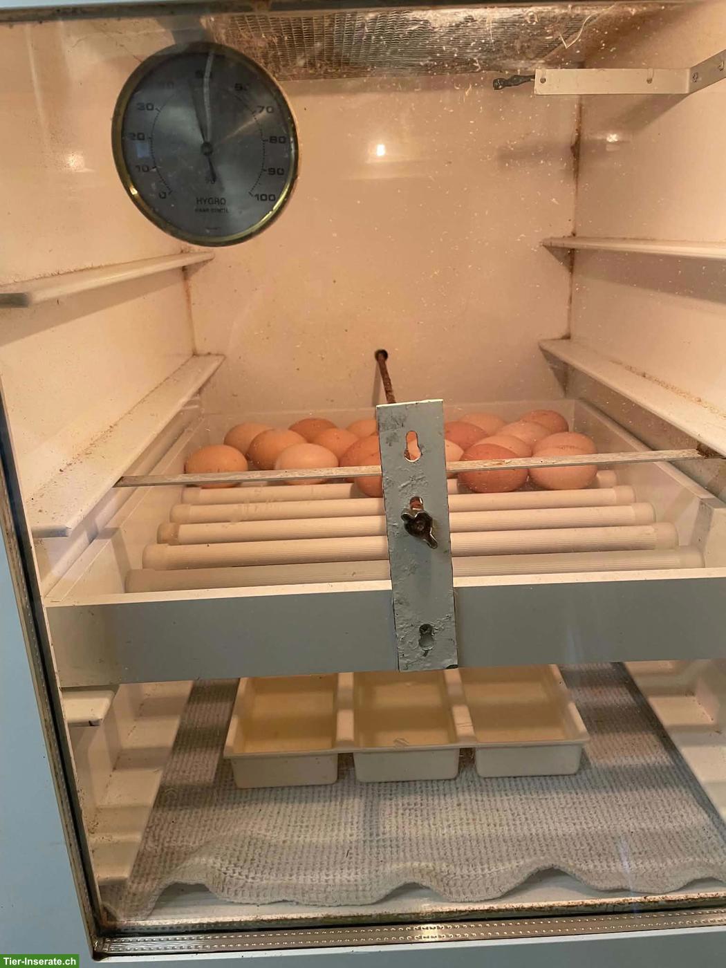 Bild 3: Heka Brutautomat, automatischer Brüter