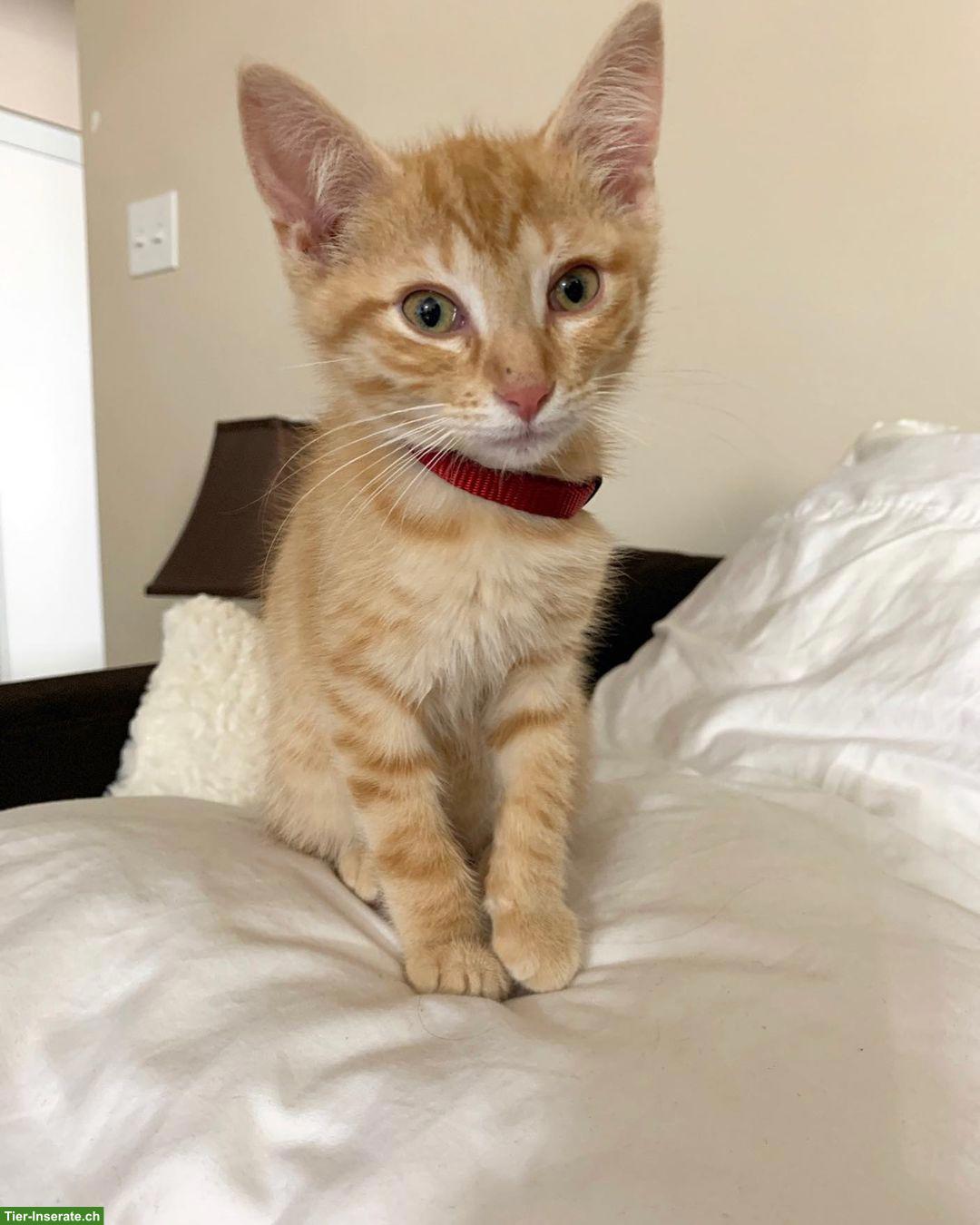 Lidwina, eine junge Katze, 4 Monate alt