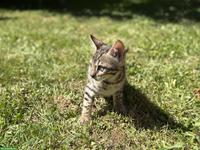 Reinrassige Bengal Kitten
