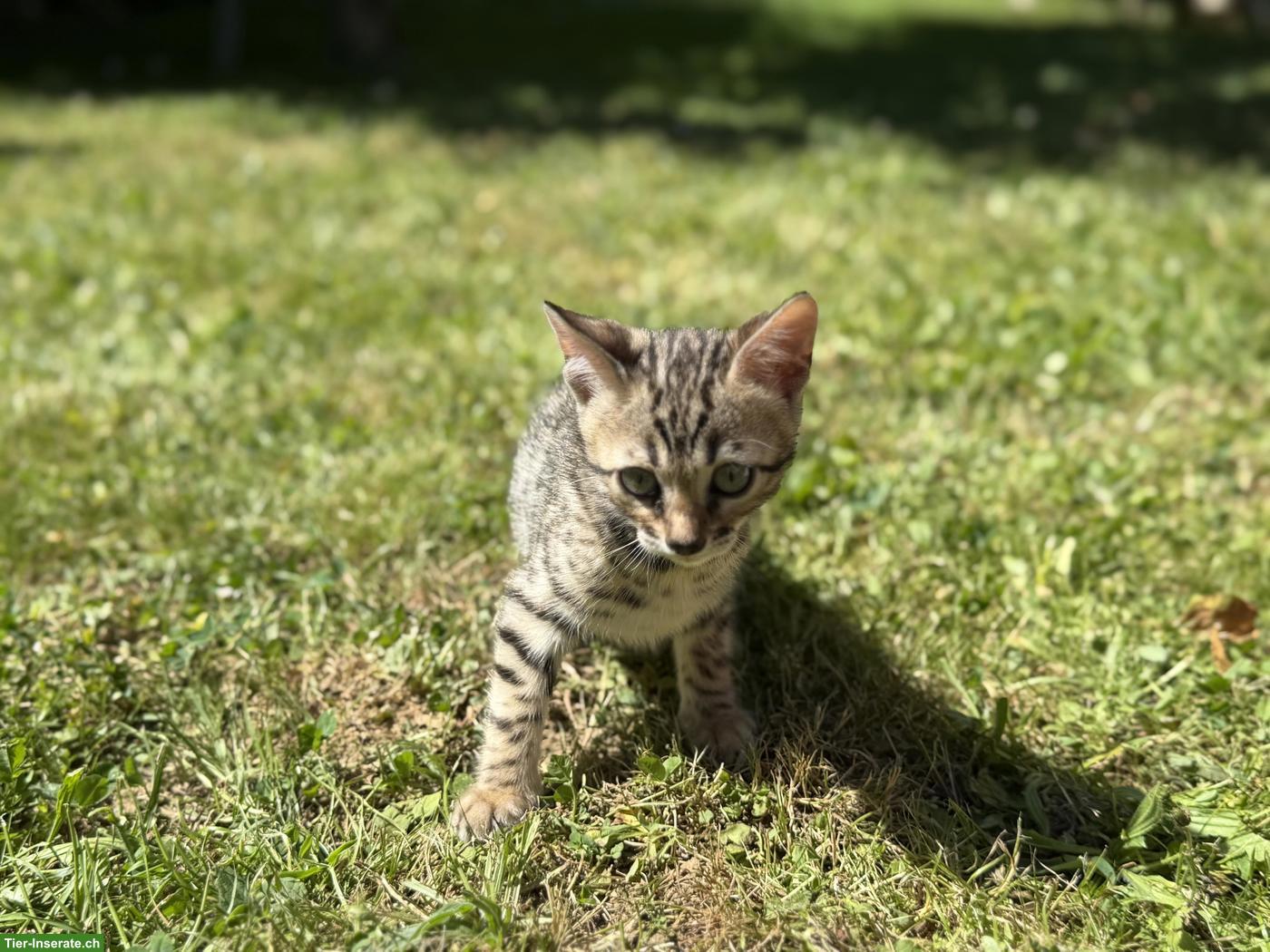 Bild 2: Reinrassige Bengal Kitten