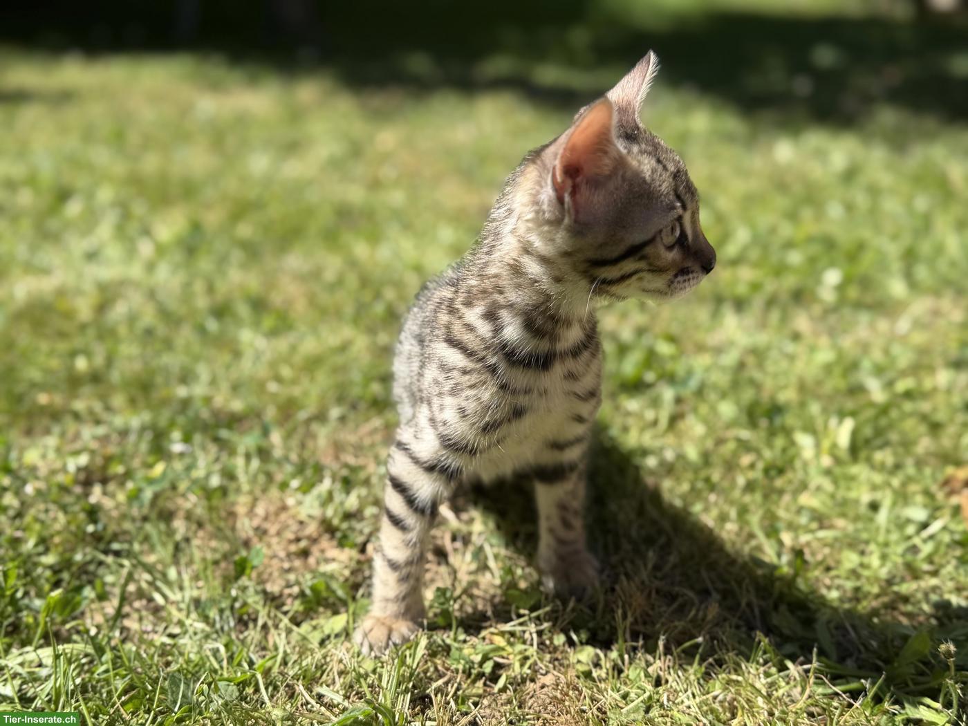 Bild 3: Reinrassige Bengal Kitten