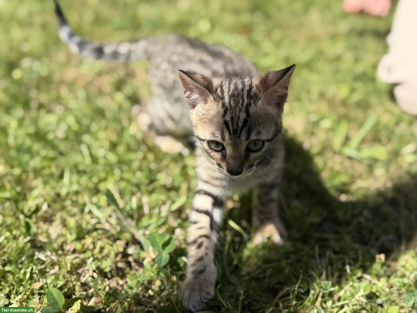 Bild 4: Reinrassige Bengal Kitten