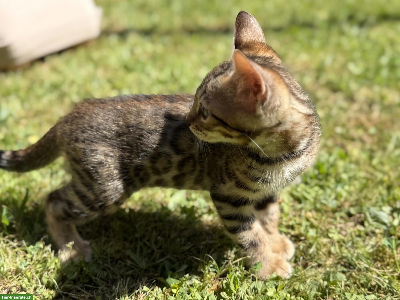 Bild 5: Reinrassige Bengal Kitten