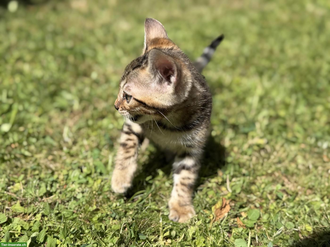 Bild 6: Reinrassige Bengal Kitten
