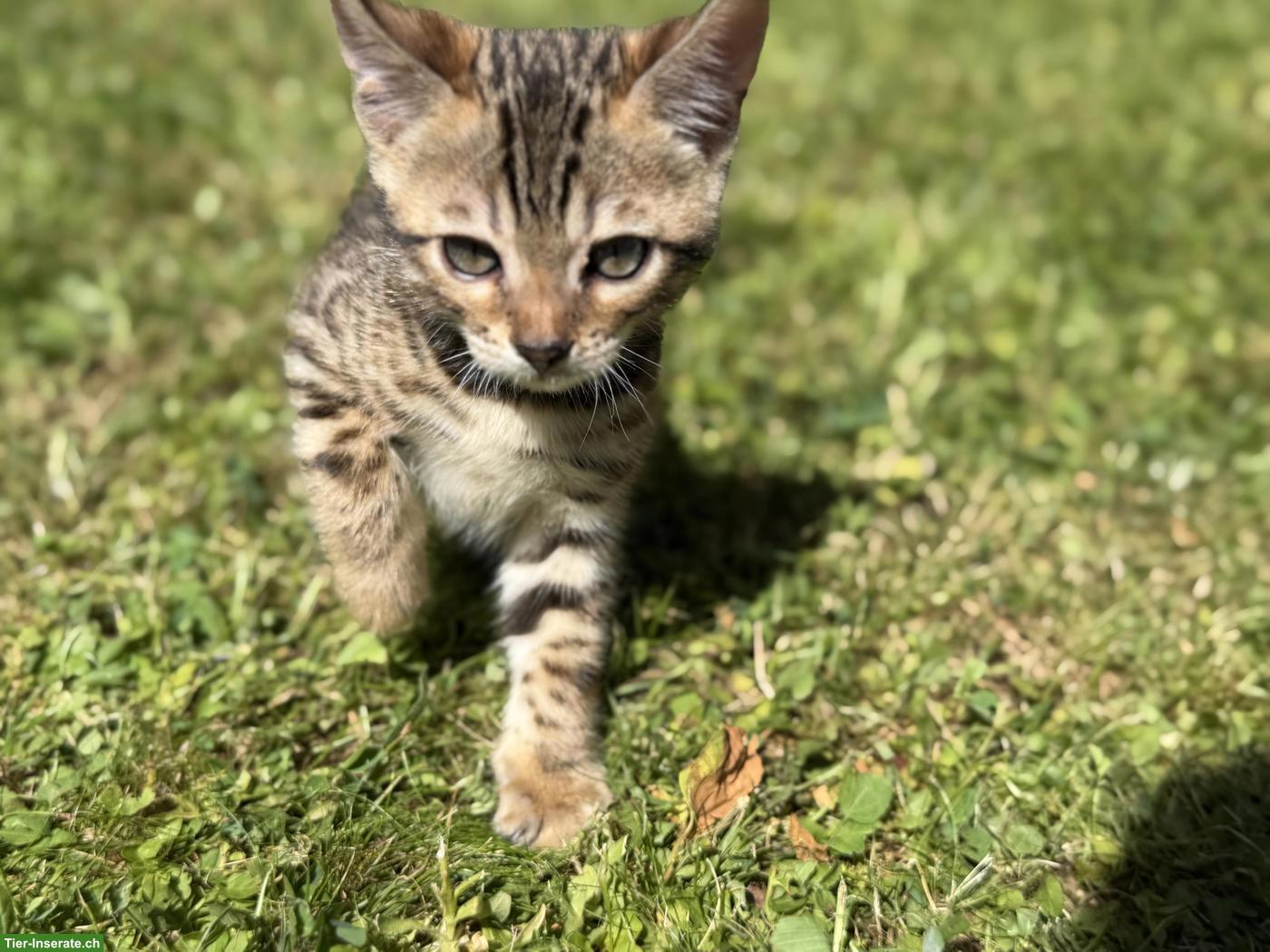 Bild 7: Reinrassige Bengal Kitten