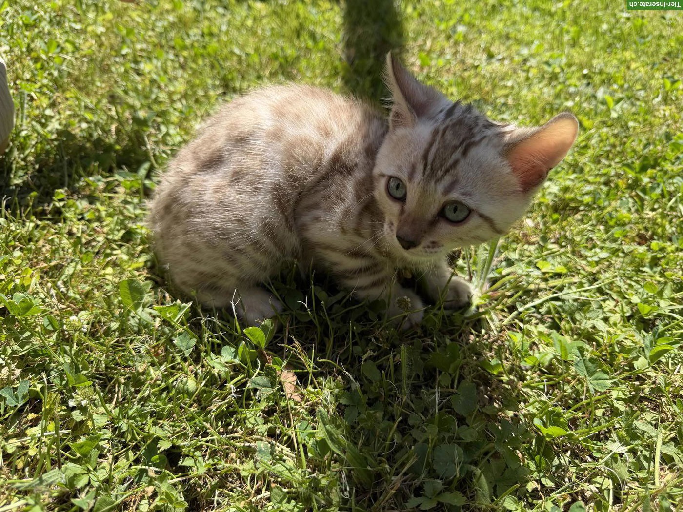 Bild 8: Reinrassige Bengal Kitten