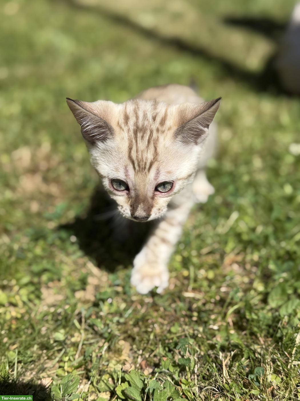 Bild 9: Reinrassige Bengal Kitten