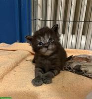 Reinrassiges Maine Coon Kitten, Black Smoke