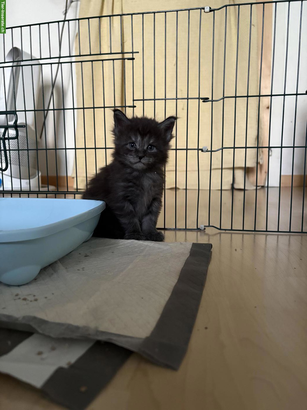 Bild 2: Reinrassiges Maine Coon Kitten, Black Smoke