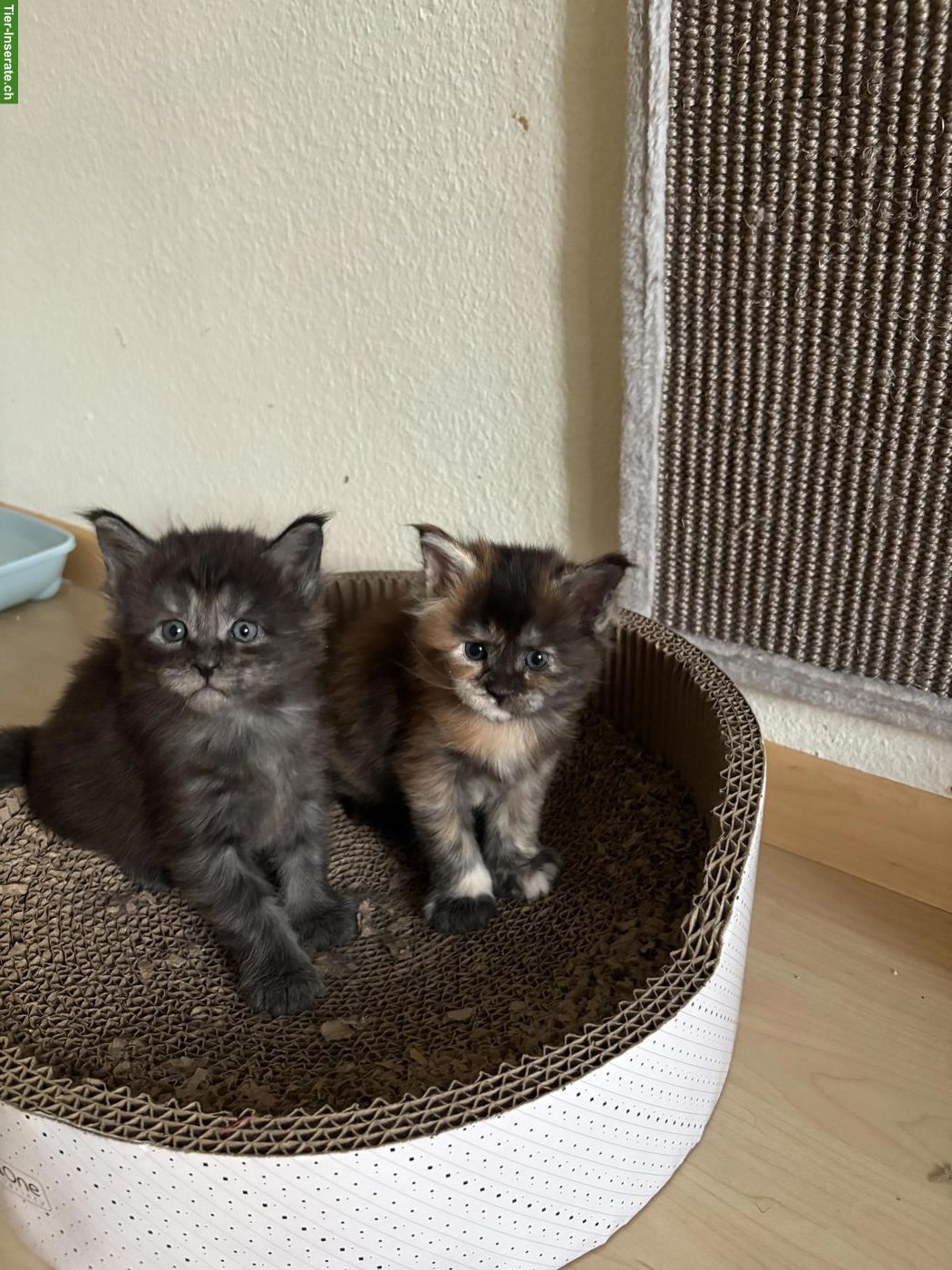 Bild 3: Reinrassiges Maine Coon Kitten, Black Smoke