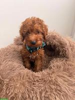 Toy Pudel Welpe zu verkaufen 🐶❤️