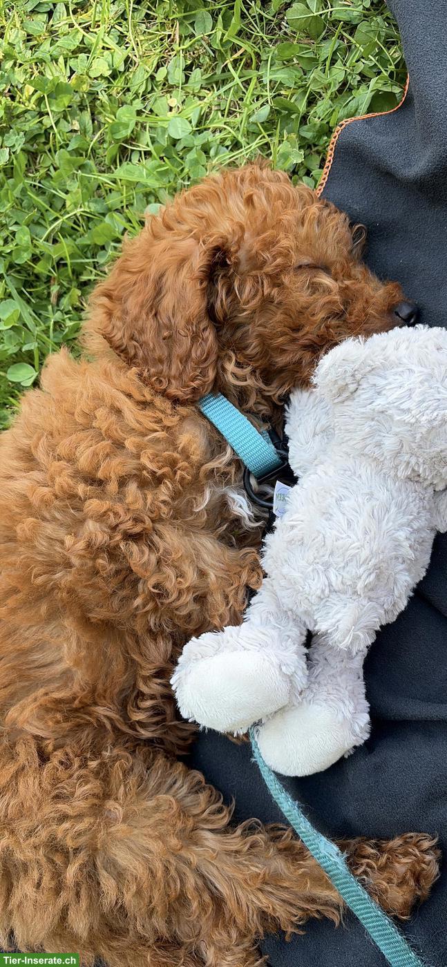 Bild 3: Toy Pudel Welpe zu verkaufen 🐶❤️