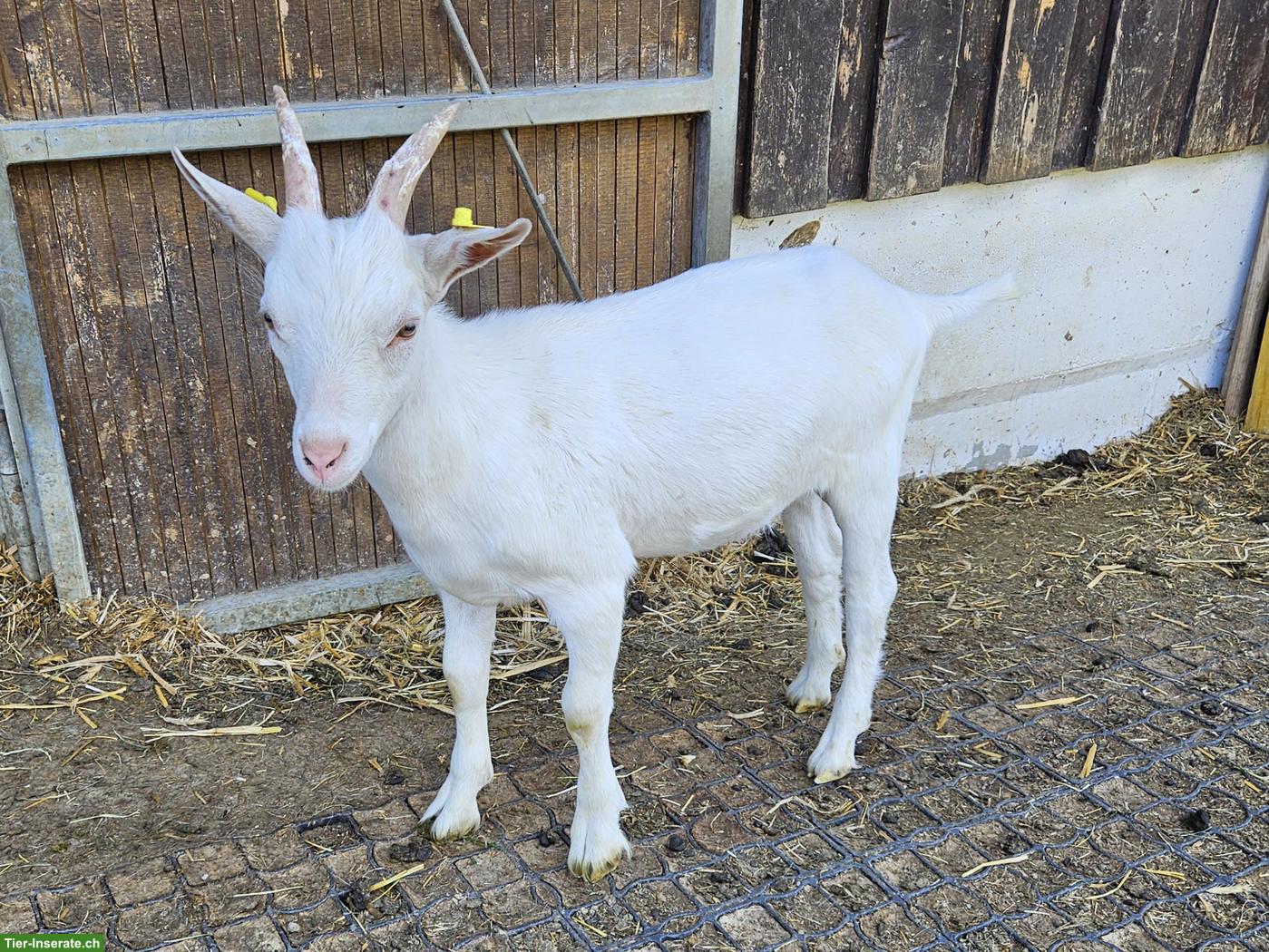 Bild 2: Saanenziegen-Bock Dirac sucht neues Zuhause