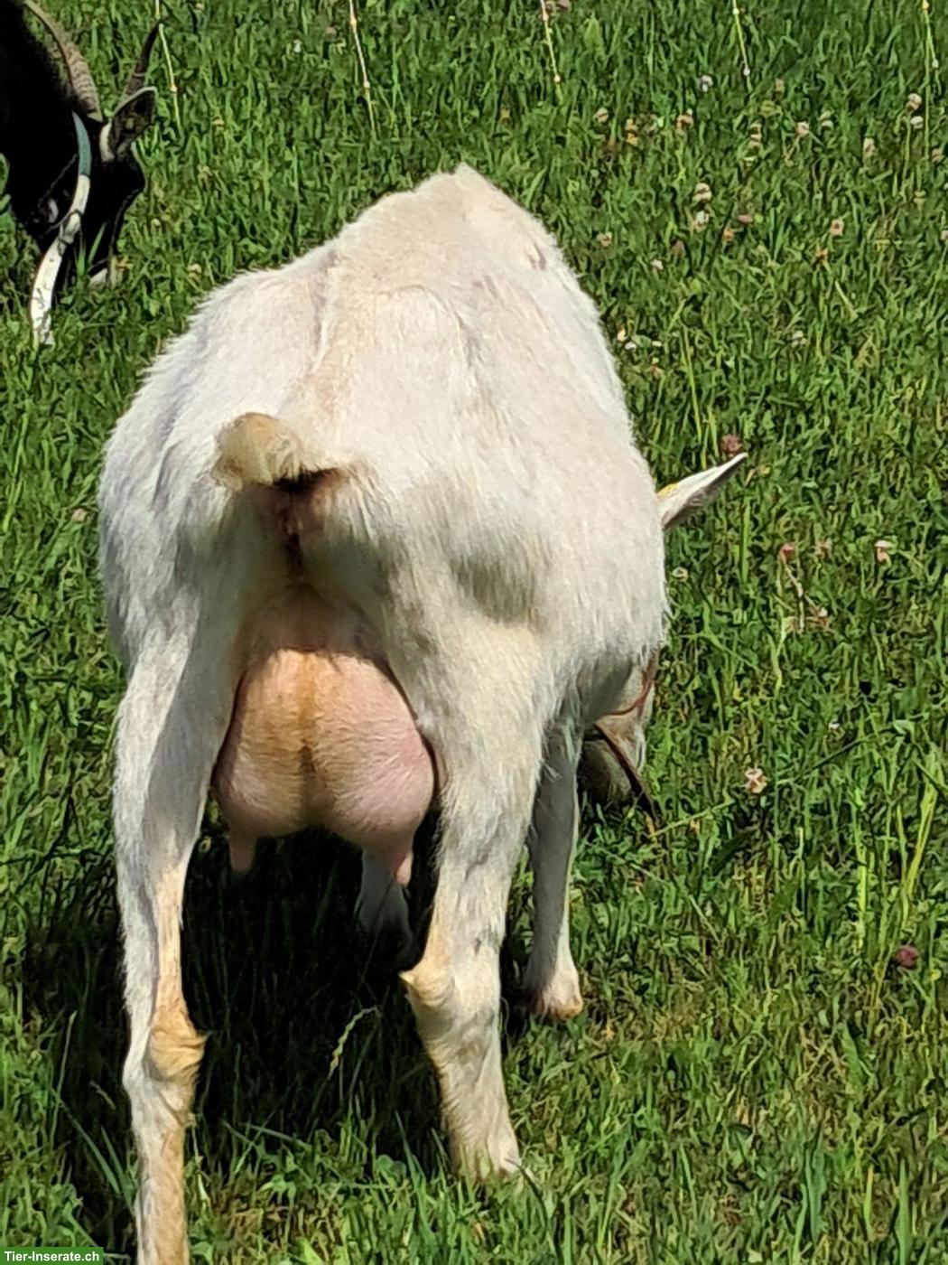 Bild 4: Saanenziegen-Bock Dirac sucht neues Zuhause