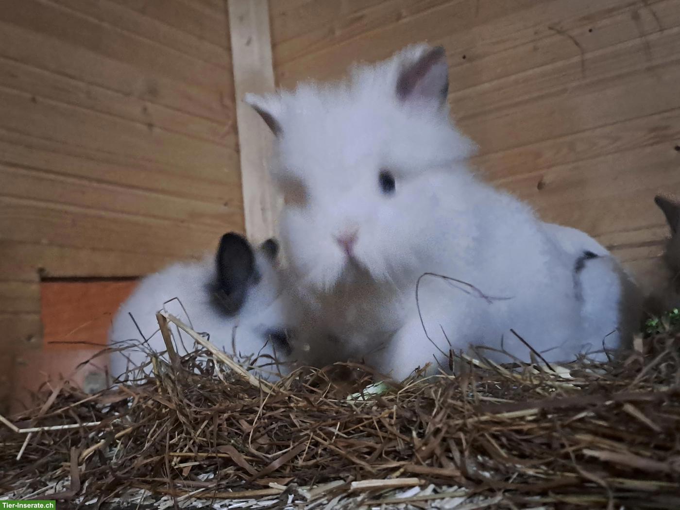 Bild 2: Junge Löwenkopf Zwergkaninchen aus liebevoller Hobbyzucht