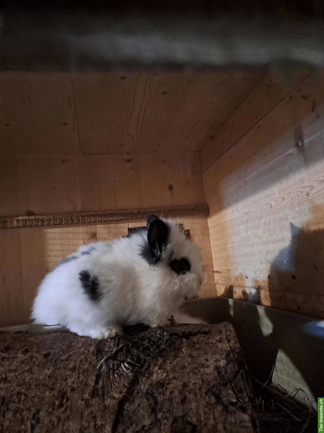 Bild 4: Junge Löwenkopf Zwergkaninchen aus liebevoller Hobbyzucht