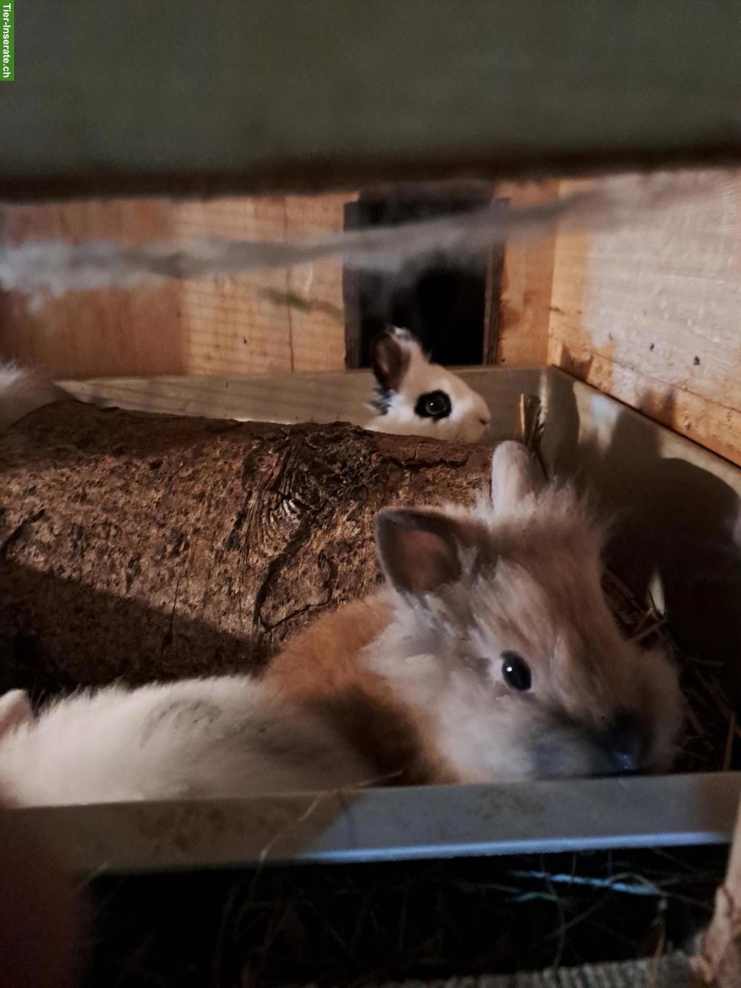Bild 5: Junge Löwenkopf Zwergkaninchen aus liebevoller Hobbyzucht