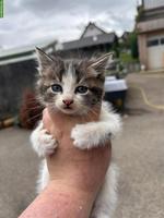 Katzenbabys (weiblich) suchen neues Zuhause