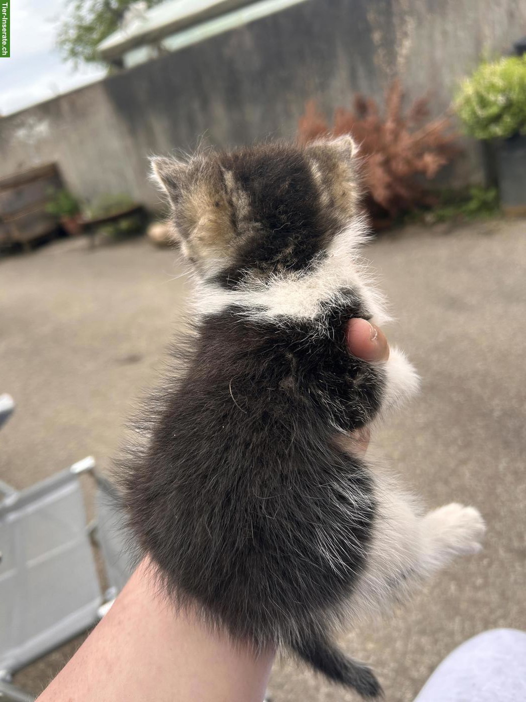 Bild 2: Katzenbabys (weiblich) suchen neues Zuhause