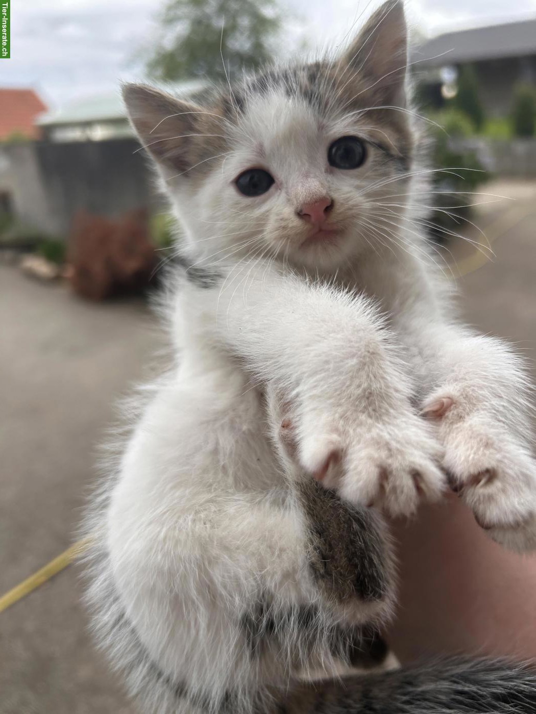 Bild 3: Katzenbabys (weiblich) suchen neues Zuhause