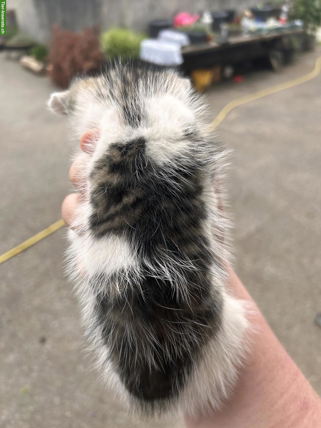 Bild 4: Katzenbabys (weiblich) suchen neues Zuhause
