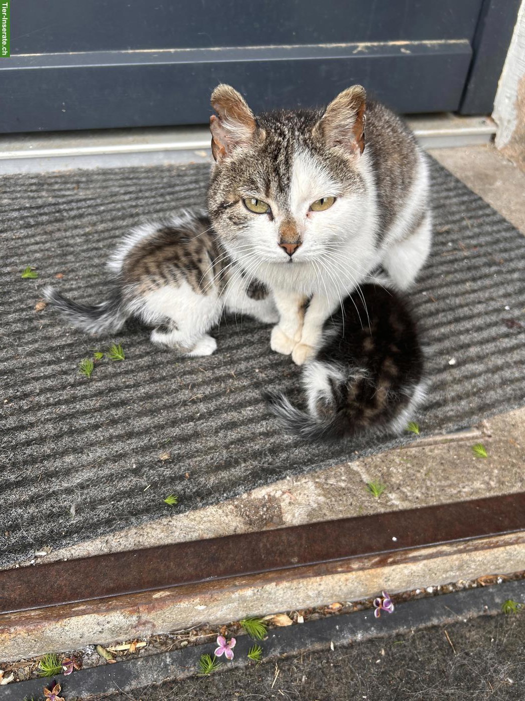 Bild 5: Katzenbabys (weiblich) suchen neues Zuhause