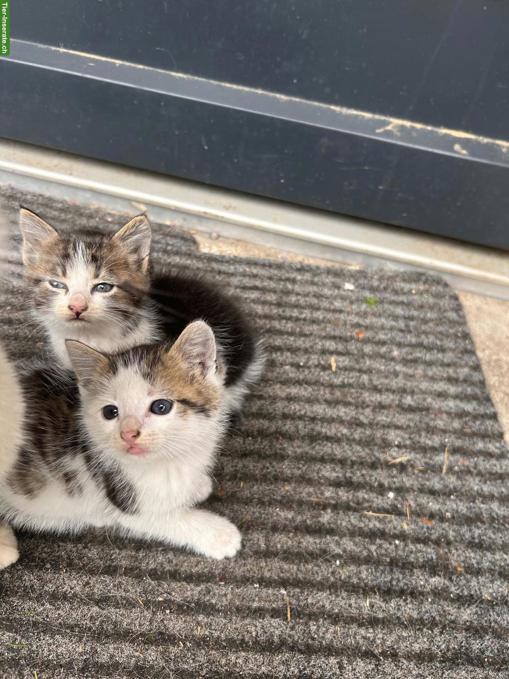 Bild 6: Katzenbabys (weiblich) suchen neues Zuhause