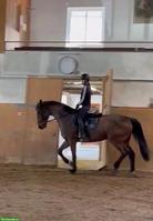 Wir suchen eine Reitbeteiligung in der Nähe von Zürich