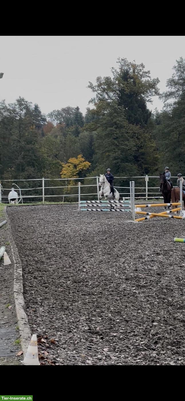 Bild 5: Wir suchen eine Reitbeteiligung in der Nähe von Zürich